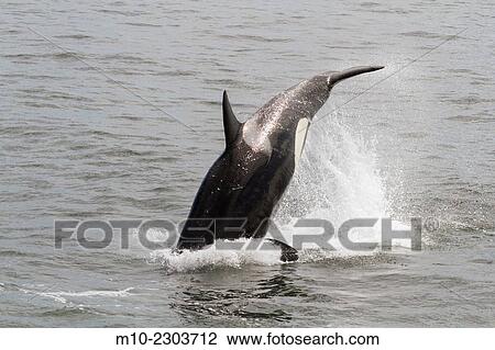 Killer Whales (Orcas)chasing and attacking a Pacific White Sided Dolphin on Monterey Bay, California, USA. View Large Photo Image Stock Image - Killer Whales (Orcas)chasing and attacking a Pacific White Sided Dolphin on Monterey Bay, California, USA.. Fotosearch