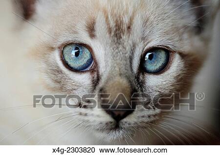 Stock Image - Kitten.. Fotosearch