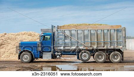 Large truck hauling silage in Ridgley, Maryland, USA. View Large Photo Image Stock Image - Large truck hauling silage in Ridgley, Maryland, USA.. Fotosearch