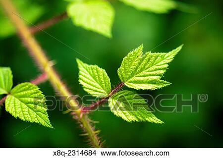Leaves of a raspberry bush. View Large Photo Image Picture - Leaves of a raspberry bush.. Fotosearch