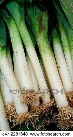 Stock Photo - Leeks. Fotosearch