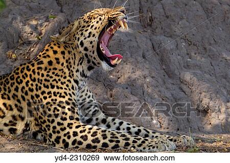 Leopard (Panthera pardus) - Male, Chobe National Park, Botswana. View Large Photo Image Stock Photo - Leopard (Panthera pardus) - Male, Chobe National Park, Botswana.. Fotosearch