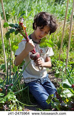 Picture - Little boy in the vegetable garden looking at a fresh picked red beet.. Fotosearch