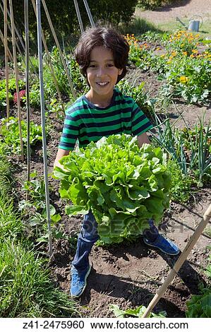 Little boy in the vegetable garden showing fresh picked fresh green endive. View Large Photo Image Stock Image - Little boy in the vegetable garden showing fresh picked fresh green endive.. Fotosearch