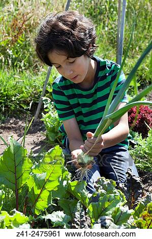 Little boy in the vegetable garden looking at a fresh picked onion. View Large Photo Image Stock Image - Little boy in the vegetable garden looking at a fresh picked onion.. Fotosearch