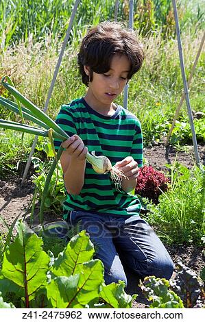 Little boy in the vegetable garden looking at a fresh picked onion. View Large Photo Image Stock Image - Little boy in the vegetable garden looking at a fresh picked onion.. Fotosearch