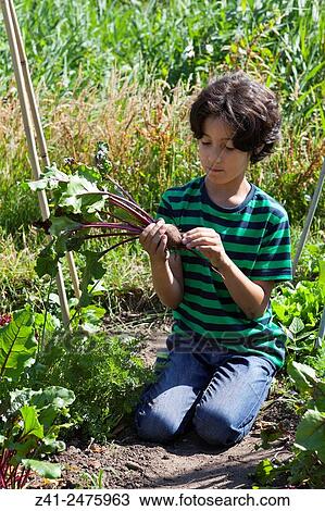 Little boy in the vegetable garden looking at a fresh picked red beet. View Large Photo Image Stock Image - Little boy in the vegetable garden looking at a fresh picked red beet.. Fotosearch