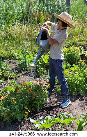 Little boy watering the fresh orange calendula flowers in his school garden. View Large Photo Image Stock Photograph - Little boy watering the fresh orange calendula flowers in his school garden.. Fotosearch