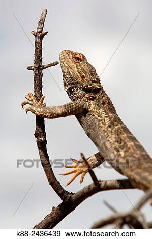 Lizard. Flinders Ranges, South Australia. View Large Photo Image Stock Photo - Lizard. Flinders Ranges, South Australia.. Fotosearch