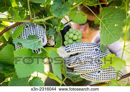 Looking through vines at man cutting green wine grapes. View Large Photo Image Picture - Looking through vines at man cutting green wine grapes.. Fotosearch