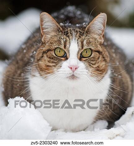 Mackerel Tabby Domestic Cat- Felis catus in snow. Winter, Uk. View Large Photo Image Stock Image - Mackerel Tabby Domestic Cat- Felis catus in snow. Winter, Uk.. Fotosearch