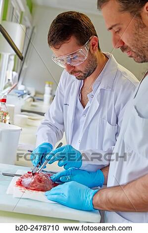Stock Image - Macros area, Carving, Sample selection of thyroid tissue, Anatomic Pathology, Hospital Donostia, San Sebastian, Gipuzkoa, Basque Country, Spain. Fotosearch