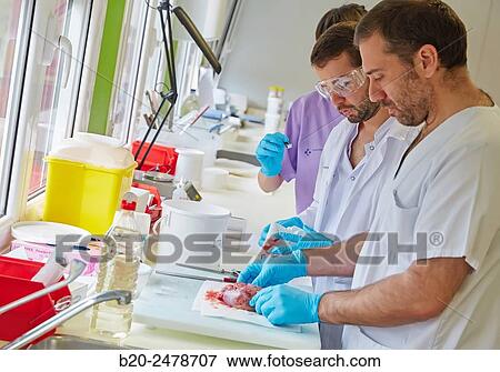 Stock Photo - Macros area, Carving, Sample selection of thyroid tissue, Anatomic Pathology, Hospital Donostia, San Sebastian, Gipuzkoa, Basque Country, Spain. Fotosearch