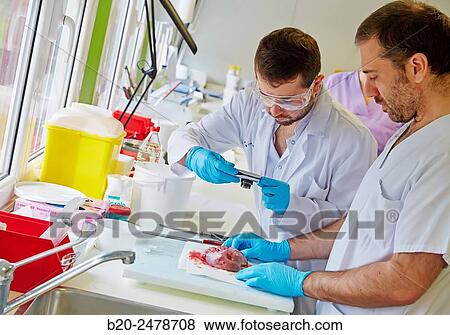 Stock Photo - Macros area, Carving, Sample selection of thyroid tissue, Anatomic Pathology, Hospital Donostia, San Sebastian, Gipuzkoa, Basque Country, Spain. Fotosearch