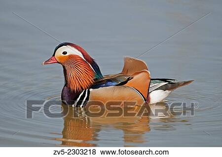 Male Mandarin Duck-Aix galericulata. View Large Photo Image Stock Photo - Male Mandarin Duck-Aix galericulata.. Fotosearch
