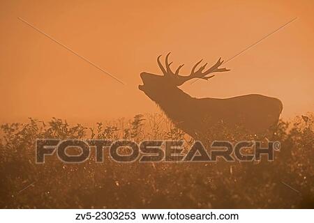 Male Red Deer (Stag)- Cervus elaphus bellowing in the mist at sunrise during the rutting season at Richmond Park, London, Uk. View Large Photo Image Stock Image - Male Red Deer (Stag)- Cervus elaphus bellowing in the mist at sunrise during the rutting season at Richmond Park, London, Uk.. Fotosearch