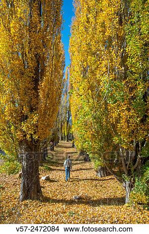 Man walking along a path in Autumn. Oteruelo del Valle, Madrid province, Spain. View Large Photo Image Picture - Man walking along a path in Autumn. Oteruelo del Valle, Madrid province, Spain.. Fotosearch