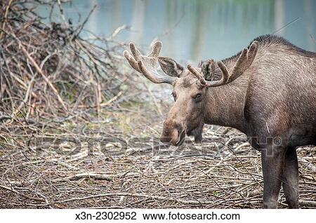 Moose (Alces Alces) standing on ground full of branches and twigs in Alaska. View Large Photo Image Stock Image - Moose (Alces Alces) standing on ground full of branches and twigs in Alaska.. Fotosearch
