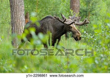 Moose, Elk, Alces alces, Bull in Forest, Germany. View Large Photo Image Stock Image - Moose, Elk, Alces alces, Bull in Forest, Germany.. Fotosearch