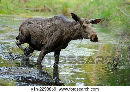 Moose, Elk, Alces alces, Cow in Pond, Germany. View Large Photo Image Stock Photo - Moose, Elk, Alces alces, Cow in Pond, Germany.. Fotosearch