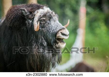 Musk ox (Ovibos moschatus) standing in a field in Alaska. View Large Photo Image Stock Image - Musk ox (Ovibos moschatus) standing in a field in Alaska.. Fotosearch