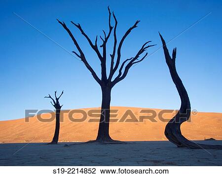 Namibia, Sossusvlei Dunes, Dead trees in desert View Large Photo Image Stock Image - Namibia, Sossusvlei Dunes, Dead trees in desert. Fotosearch