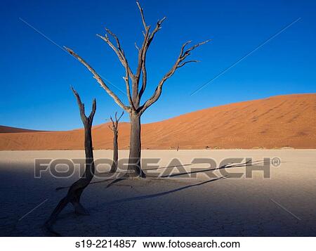 Namibia, Sossusvlei Dunes, Dead trees in desert View Large Photo Image Stock Photo - Namibia, Sossusvlei Dunes, Dead trees in desert. Fotosearch