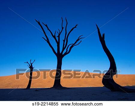 Namibia, Sossusvlei Dunes, Dead trees in desert View Large Photo Image Stock Photography - Namibia, Sossusvlei Dunes, Dead trees in desert. Fotosearch