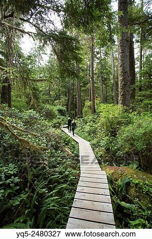 North America, Canada, British Columbia, Vancouver Island, Pacific Rim National Park Reserve,. two female tourists hiking on the rainforest trail. View Large Photo Image Stock Photo - North America, Canada, British Columbia, Vancouver Island, Pacific Rim National Park Reserve,. two female tourists hiking on the rainforest trail.. Fotosearch
