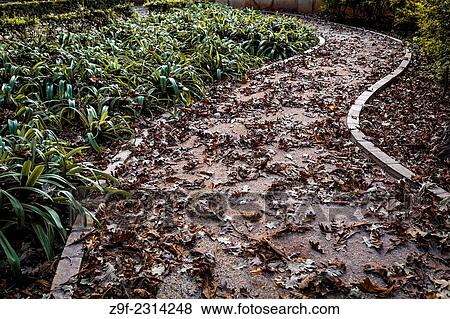 Oak leaves on a walk of Botanical Gardens, Valencia, Spain View Large Photo Image Stock Photo - Oak leaves on a walk of Botanical Gardens, Valencia, Spain. Fotosearch