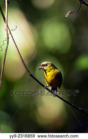 Olive-backed Euphonia (Female) - Boca Tapada, San Carlos, Costa Rica. View Large Photo Image Stock Photo - Olive-backed Euphonia (Female) - Boca Tapada, San Carlos, Costa Rica.. Fotosearch