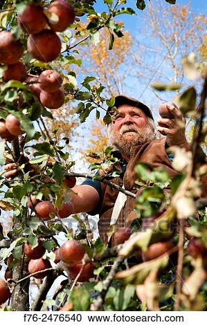 organic apple grower, Michael Phillips picking Black Oxford heirloom apples in his Groveton, NH orchard, mr# 4622. View Large Photo Image Stock Image - organic apple grower, Michael Phillips picking Black Oxford heirloom apples in his Groveton, NH orchard, mr# 4622.. Fotosearch