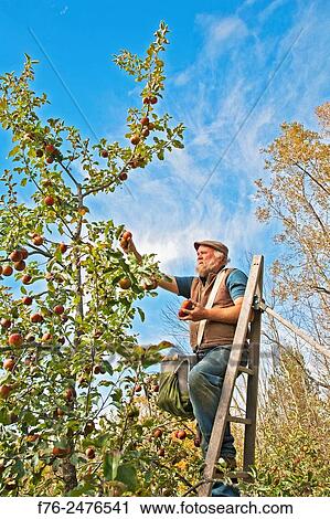 organic apple grower, Michael Phillips picking Black Oxford heirloom apples in his Groveton, NH orchard, mr# 4622. View Large Photo Image Stock Image - organic apple grower, Michael Phillips picking Black Oxford heirloom apples in his Groveton, NH orchard, mr# 4622.. Fotosearch