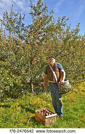 organic apple grower, Michael Phillips standing in orchard with picking bag on his shoulder and a box of newly picked Black Oxford heirloom apples in his Groveton, NH orchard, mr# 4622. View Large Photo Image Stock Image - organic apple grower, Michael Phillips standing in orchard with picking bag on his shoulder and a box of newly picked Black Oxford heirloom apples in his Groveton, NH orchard, mr# 4622.. Fotosearch