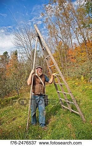 organic apple grower, Michael Phillips moving a picking/pruning ladder in his Groveton, NH orchard, mr_4622. View Large Photo Image Stock Photo - organic apple grower, Michael Phillips moving a picking/pruning ladder in his Groveton, NH orchard, mr_4622.. Fotosearch