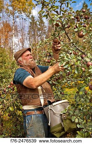 organic apple grower, Michael Phillips picking Black Oxford heirloom apples in his Groveton, NH orchard, mr# 4622. View Large Photo Image Stock Photo - organic apple grower, Michael Phillips picking Black Oxford heirloom apples in his Groveton, NH orchard, mr# 4622.. Fotosearch