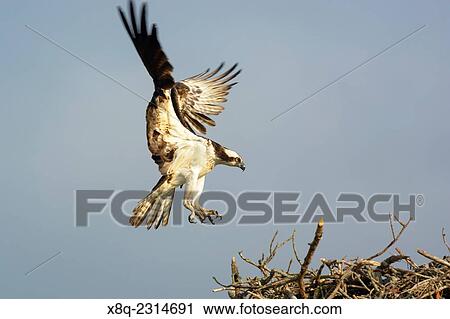 Osprey, Haliaetus pandion lands on nest near Fenwick, De. View Large Photo Image Stock Image - Osprey, Haliaetus pandion lands on nest near Fenwick, De.. Fotosearch