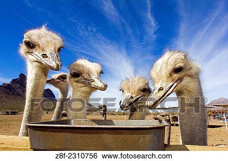 Ostrichs eating, Rooster Cogburn Ostrich Ranch, Picacho Peak Mountain, Arizona, USA, (Struthio camelus). View Large Photo Image Stock Photograph - Ostrichs eating, Rooster Cogburn Ostrich Ranch, Picacho Peak Mountain, Arizona, USA, (Struthio camelus).. Fotosearch