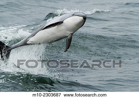 Pacific White Sided Dolphins in Knight Inlet. View Large Photo Image Stock Photo - Pacific White Sided Dolphins in Knight Inlet.. Fotosearch