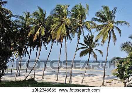 Stock Photography - Palm-lined beach in the south of Mombasa, Ukunda, Diani Beach, Kenya.. Fotosearch