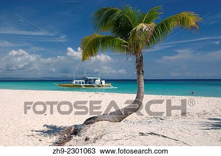 Palm tree on the shore of the island Malapaskua, Bohol Sea, Philippines, Southeast Asia,. View Large Photo Image Stock Image - Palm tree on the shore of the island Malapaskua, Bohol Sea, Philippines, Southeast Asia,.. Fotosearch