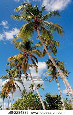 Palm trees bent by the wind on the La Romana, Dominican Republic´s Bayahibe Beach. View Large Photo Image Stock Photo - Palm trees bent by the wind on the La Romana, Dominican Republic´s Bayahibe Beach.. Fotosearch