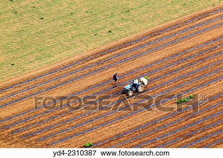 People working in the land, Mallorca, Balearic Island, Spain. View Large Photo Image Stock Photo - People working in the land, Mallorca, Balearic Island, Spain.. Fotosearch