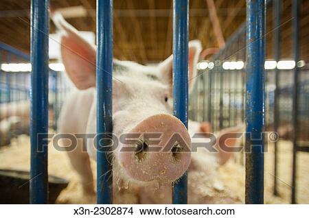 Pig (swine, sue) sticking its snout through the bars of a cage at an Alaskan state fair. View Large Photo Image Picture - Pig (swine, sue) sticking its snout through the bars of a cage at an Alaskan state fair.. Fotosearch