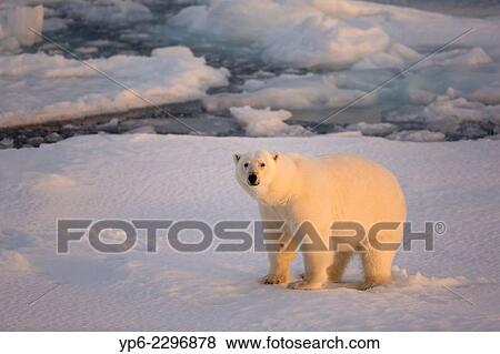 Polar Bear (Ursus maritimus) standing on ice floe in sunset light, Erik Eriksenstretet, Svalbard. View Large Photo Image Stock Photo - Polar Bear (Ursus maritimus) standing on ice floe in sunset light, Erik Eriksenstretet, Svalbard.. Fotosearch