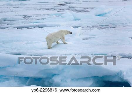 Polar Bear (Ursus maritimus) walking on ice floe, Erik Eriksenstretet, Svalbard. View Large Photo Image Stock Photograph - Polar Bear (Ursus maritimus) walking on ice floe, Erik Eriksenstretet, Svalbard.. Fotosearch