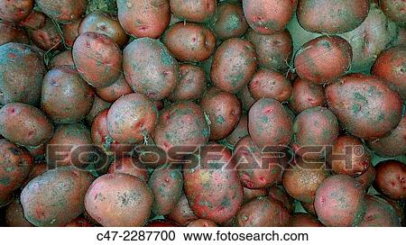 Potatoes View Large Photo Image Stock Image - Potatoes. Fotosearch