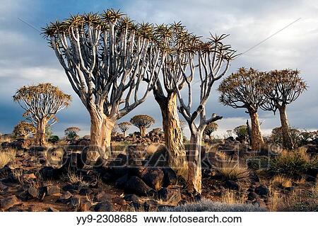 Quiver Tree (Aloe dichotoma) Forest - Keetmanshoop, Namibia, Africa. View Large Photo Image Stock Photography - Quiver Tree (Aloe dichotoma) Forest - Keetmanshoop, Namibia, Africa.. Fotosearch