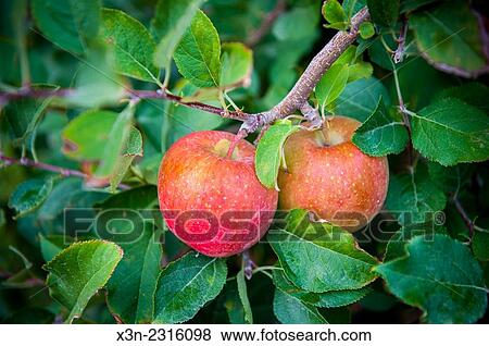 Red apples on an apple tree in an orchard in Elkton, Maryland, USA. View Large Photo Image Stock Photo - Red apples on an apple tree in an orchard in Elkton, Maryland, USA.. Fotosearch