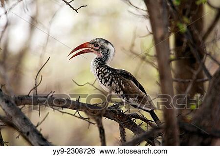 Stock Photograph - Red-billed Hornbill (Tockus erythrorhynchus) - Mushara Outpost - near Etosha National Park, Namibia, Africa.. Fotosearch